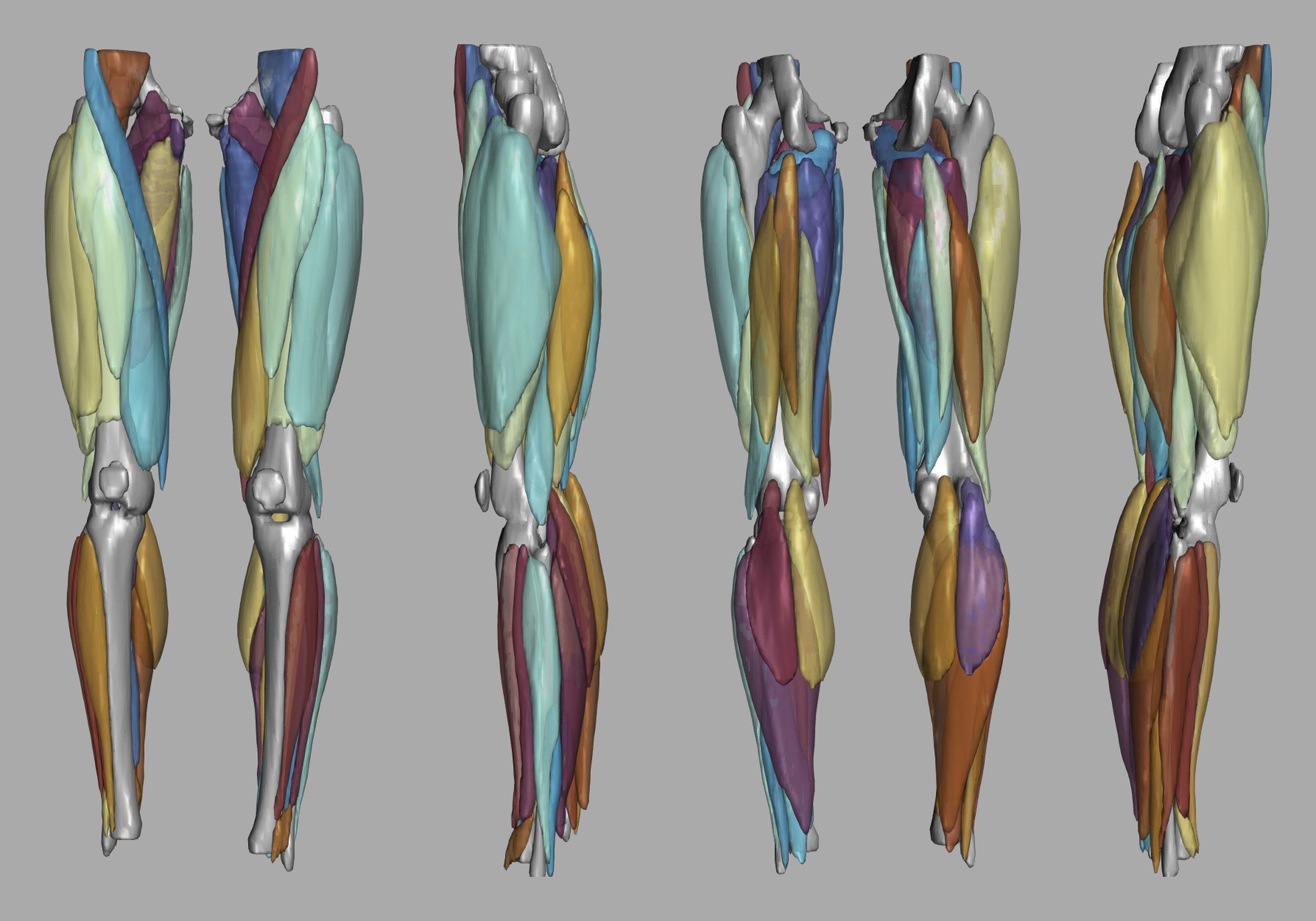 3D render of automated muscle segmentation labels generated using a CNN UNET.